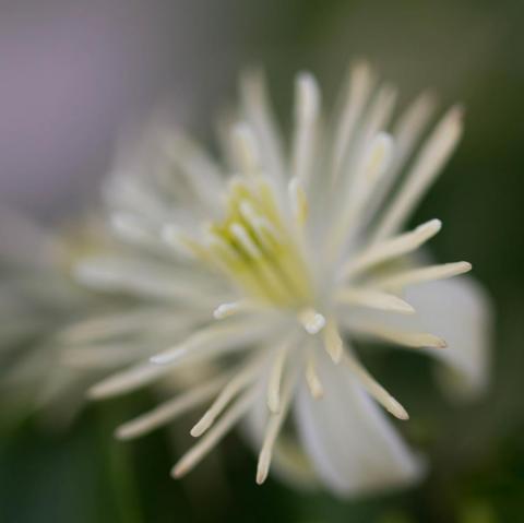 klematis fångad med macro