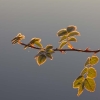 frostigt nyponblad i morgonljus
