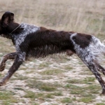 på språng hunden