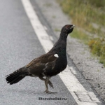 maläten tjäder på vägen