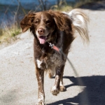 hund i motvind
